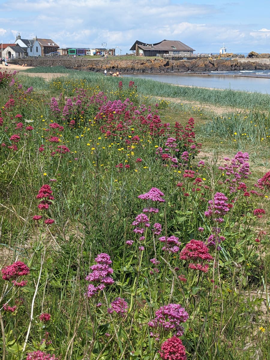 Wildlife by the Waves: Coastal Plant Plod, The Scottish Seabird Centre, The Harbour, Harbour Terrace, North Berwick EH39 4SS