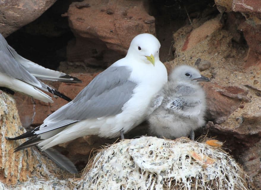 Wildlife by the Waves: Birds for Beginners, The Scottish Seabird Centre, The Harbour, Harbour Terrace, North Berwick EH39 4SS