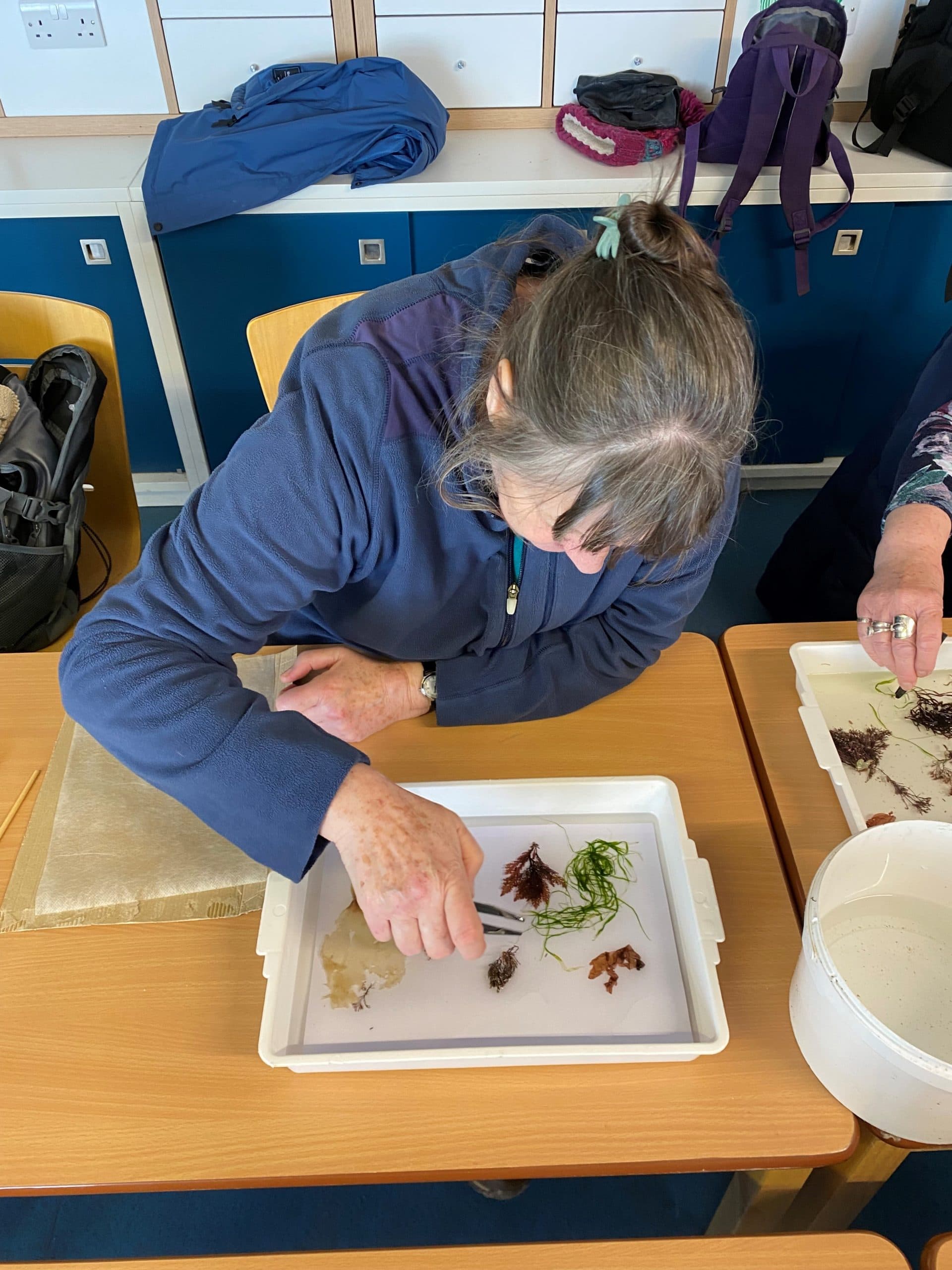 Introduction to Seaweeds & Seaweed Pressing, The Scottish Seabird Centre, The Harbour, Harbour Terrace, North Berwick EH39 4SS